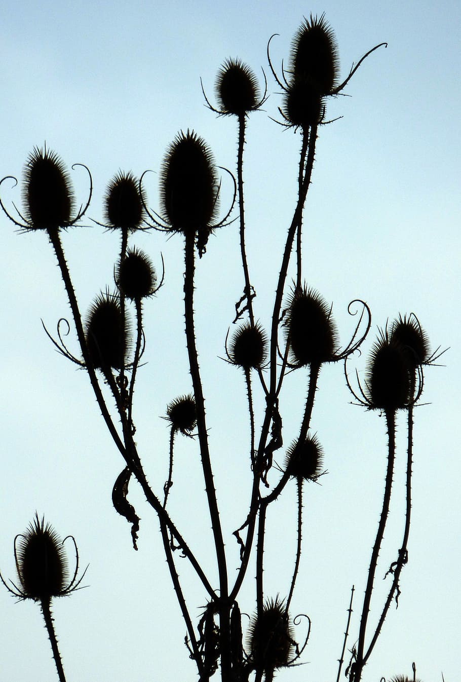 Fall, Thistles, Day, Sky, Nature, against day, contrast, morning HD wallpaper