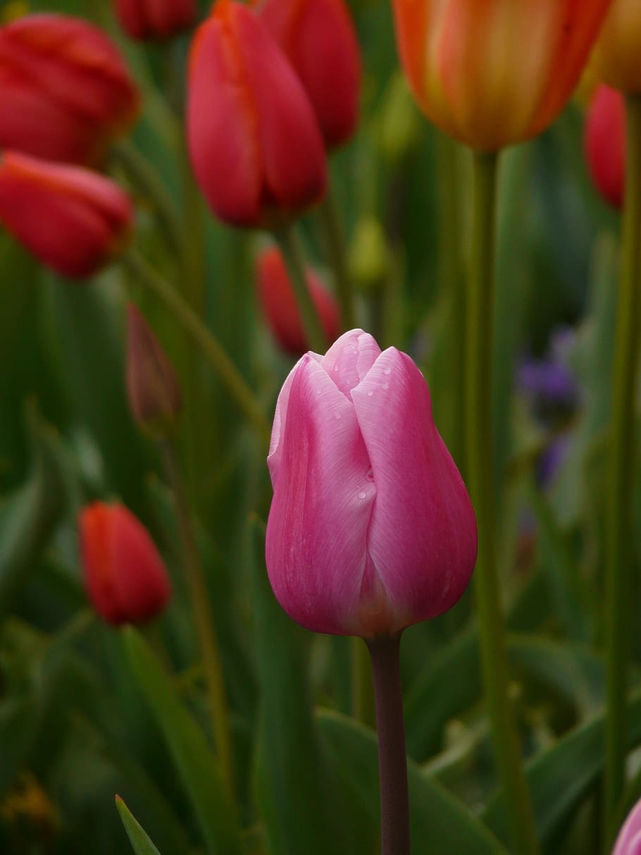 Tulip, Pink, Flower, Spring, Nature, growth, petal, flower head HD wallpaper
