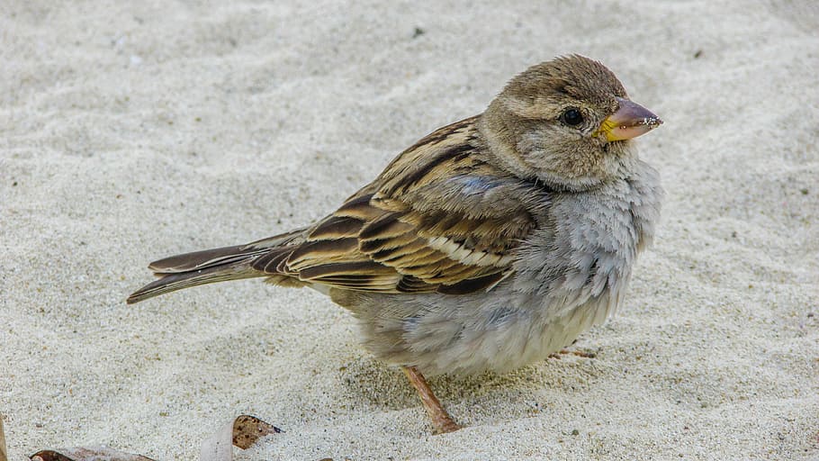 close-up photo of gray and brown bird on sand, sparrow, cute HD wallpaper