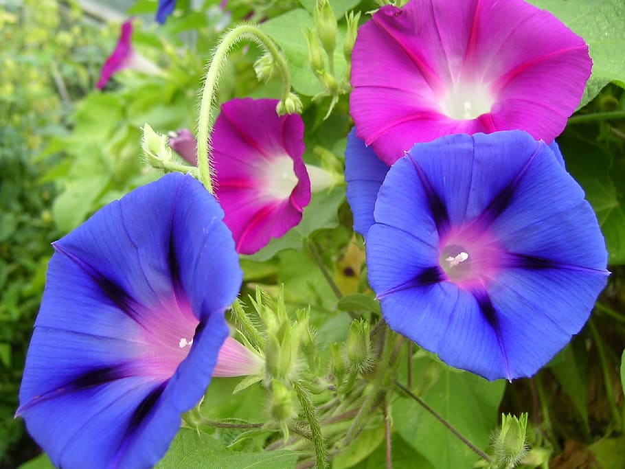 blue and purple flower, morning glory, flowers, blooming, blossoms, HD wallpaper