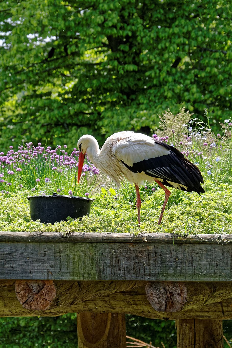 stork, bird, animals, wild, animal world, furry, zoo, wildlife park HD wallpaper