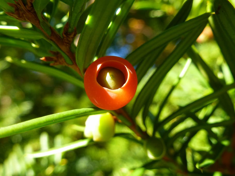 yew, berry, tree, red, branch, needles, forest, conifer, ripe HD wallpaper