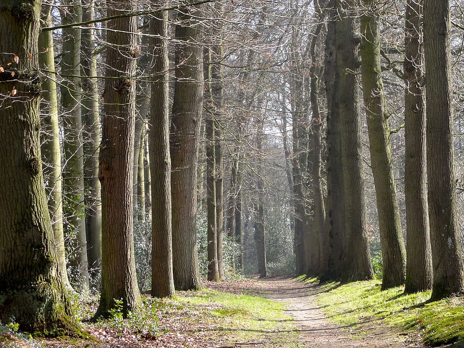 pathway between trees, netherlands, landscape, forest, woods HD wallpaper