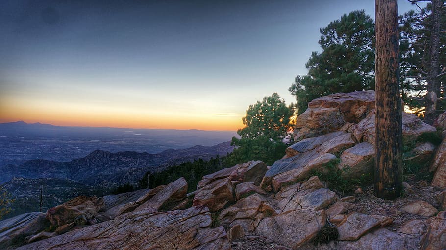 green leafed trees in bloom, trees on high ground at blue hour HD wallpaper