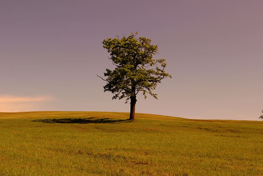 Tree, Grass, Sky, Landscape, Nature, green, meadow, log, relaxation HD wallpaper