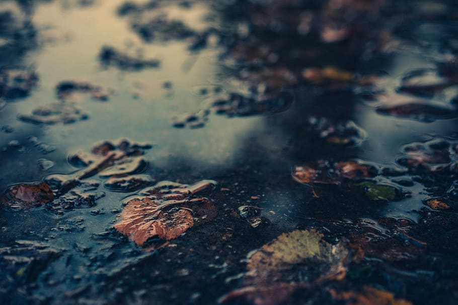 withered leaves floating on body of water, close up photography of withered leaves, HD wallpaper