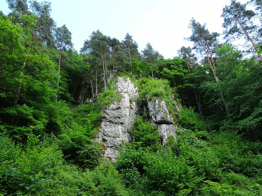 rocks, tree, landscape, nature, poland, malopolska, vegetation HD wallpaper