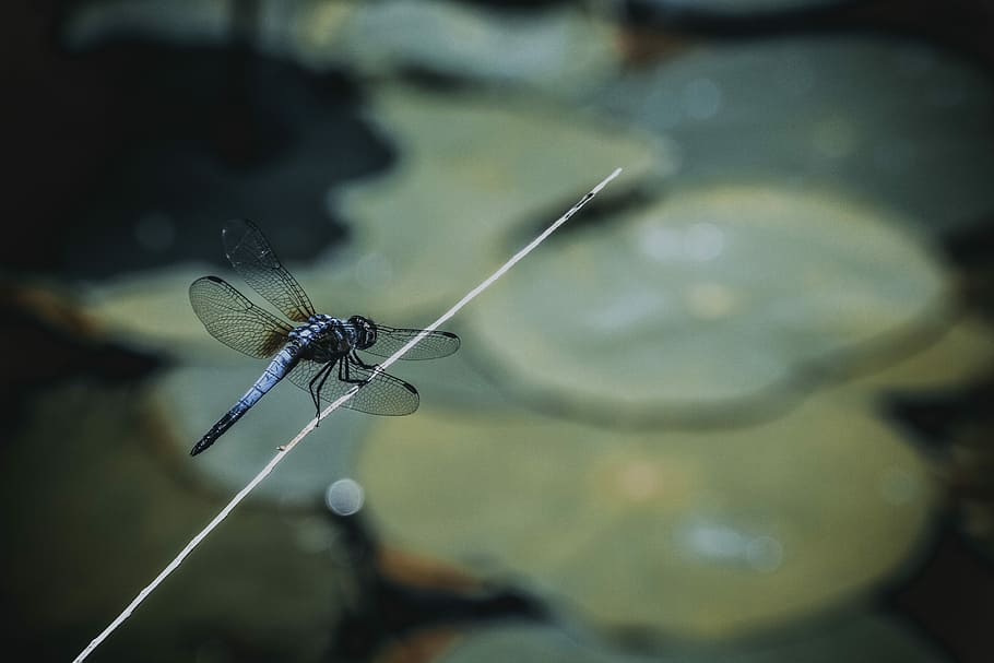 blue dragonfly on stick, black dragonfly perched on stick, insect HD wallpaper