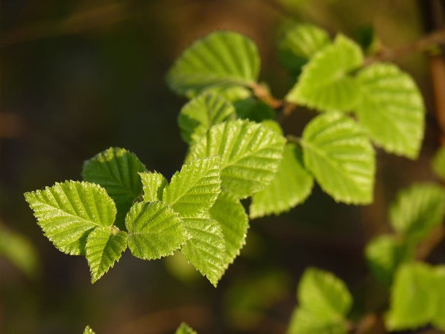 Beech, Spring, Leaves, Branch, green, forest, nature, tree HD wallpaper