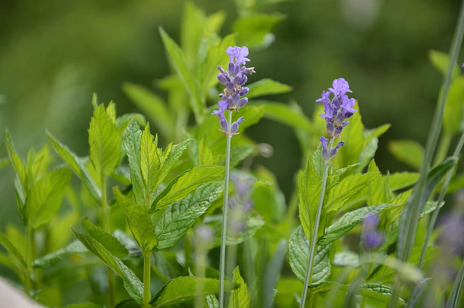lavender, mint, purple, blossom, bloom, flower, herb garden HD wallpaper
