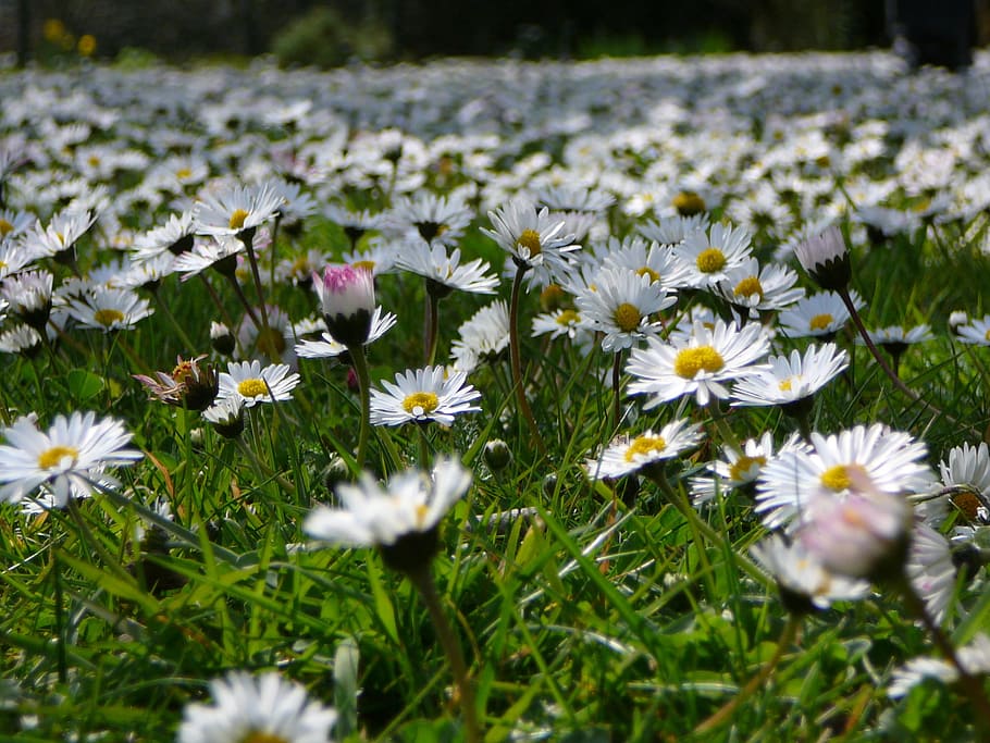 Flower, Meadow, Daisy, Spring, flower meadow, nature, growth HD wallpaper