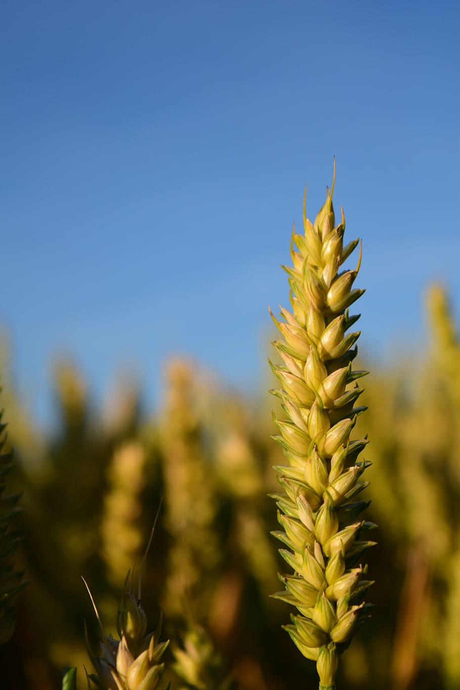 wheat, grain, cereals, close, ear, plant, agriculture, summer HD wallpaper