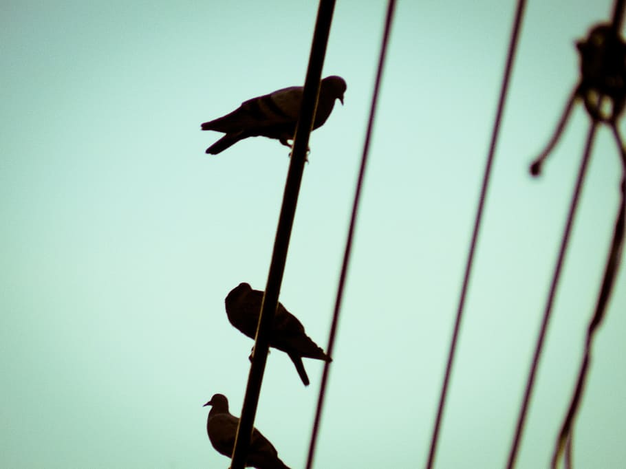 silhouette, sky, bird, fly, wings, feather, wildlife, beak HD wallpaper