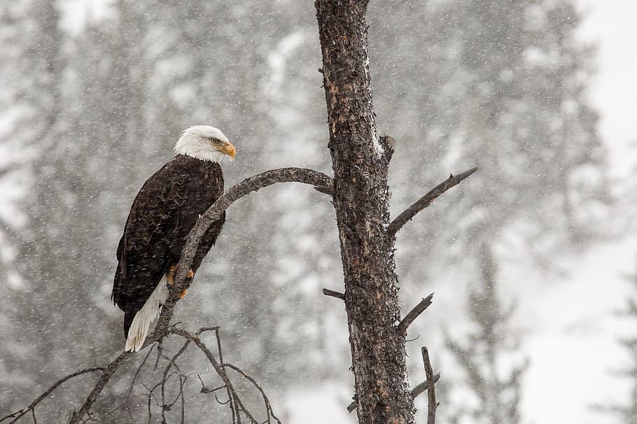 photo of black and white eagle on gray tree, bald eagle, bird HD wallpaper