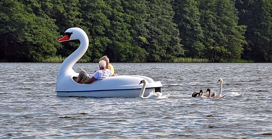 two person riding pedal swan boat, leader, lake, shape, luring, HD wallpaper