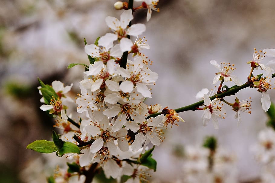 Spring, Blossom, Bloom, Nature, plant, tree, garden, white HD wallpaper