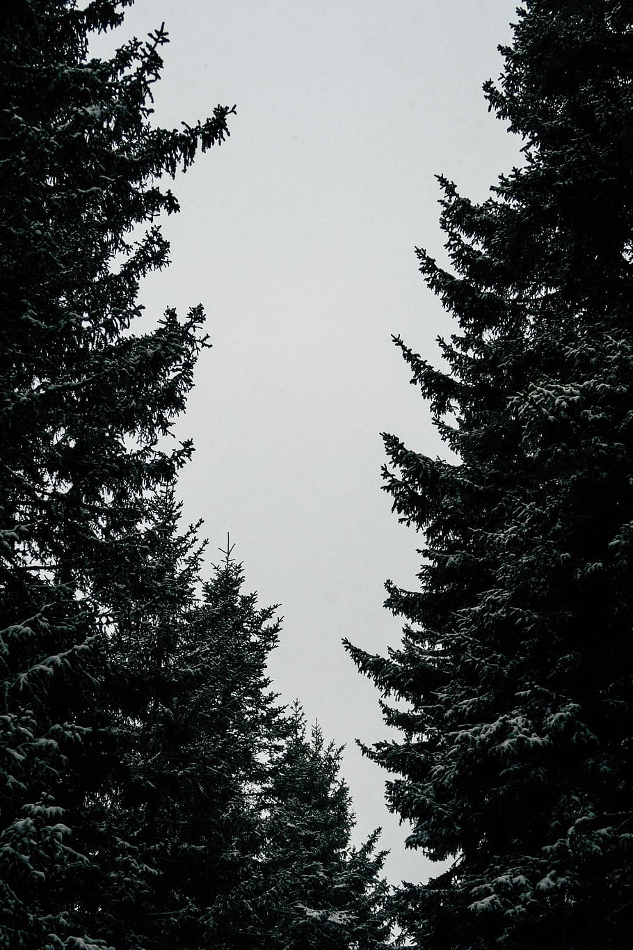 selective focus photography of two trees, green trees, forest HD wallpaper