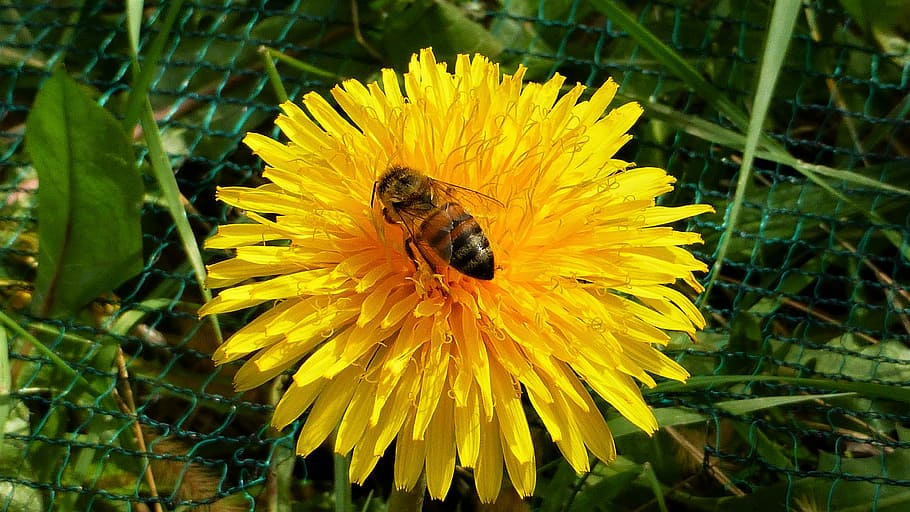 nature, bee, flower, summer, plant, outdoor, season, insect HD wallpaper