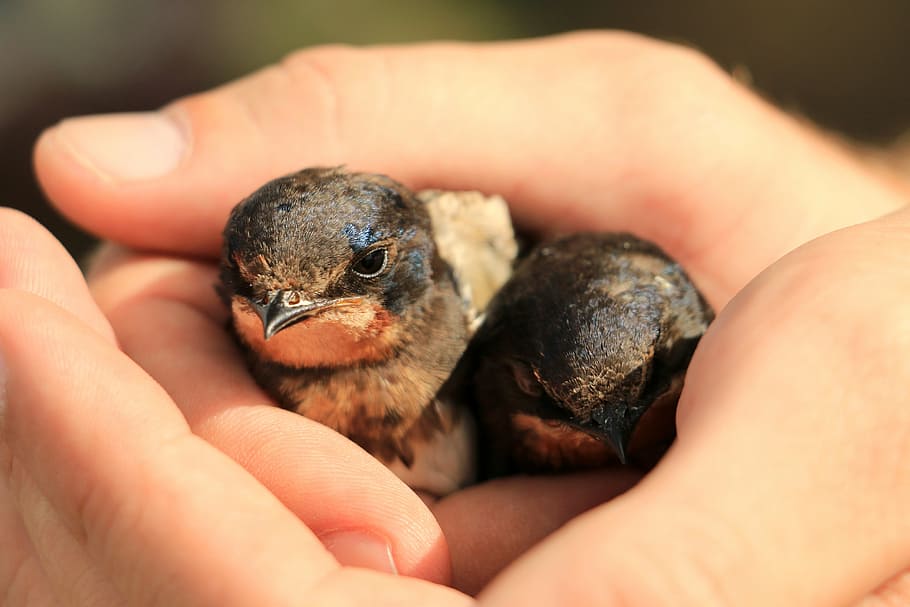 selective focus photography of two fledgling barn swallows HD wallpaper