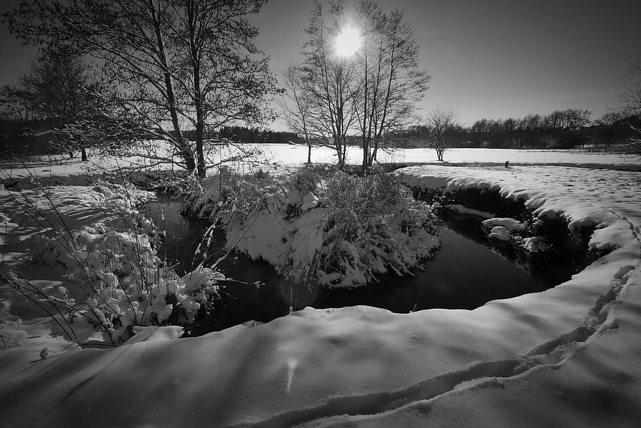 tree, waters, river, reflection, landscape, black and white photography HD wallpaper