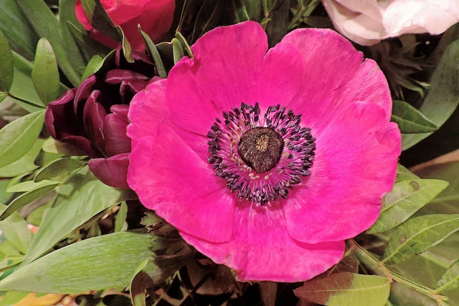 Flower, Blossom, Bloom, Anemone, red, petal, nature, flower head HD wallpaper