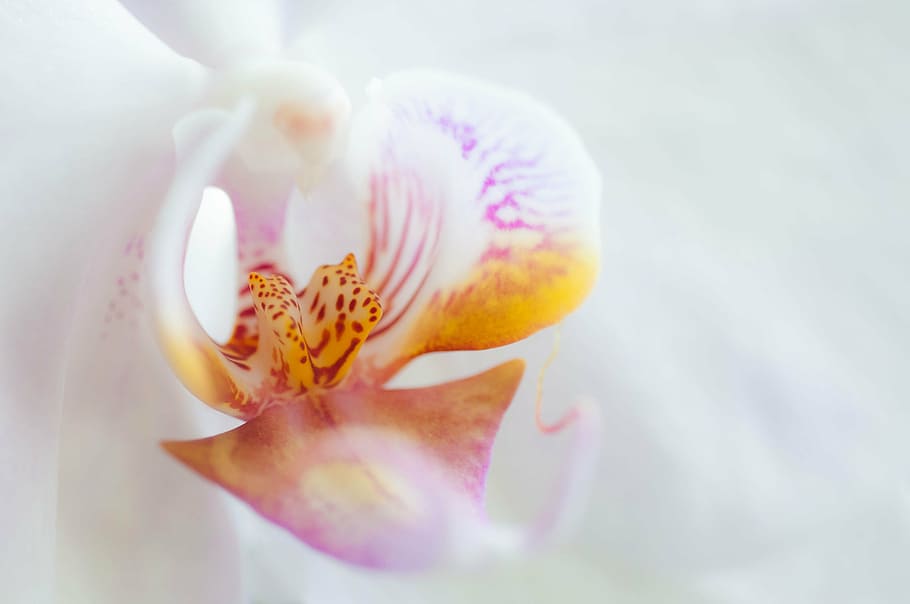 orchid, flower, blossom, bloom, plant, white, nature, petal, pink Color, HD wallpaper