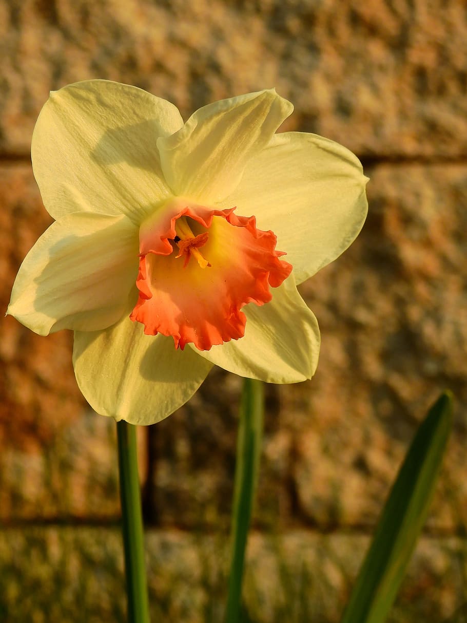 Daffodils, Easter, Flower, osterglocken, blossom, bloom, spring HD wallpaper
