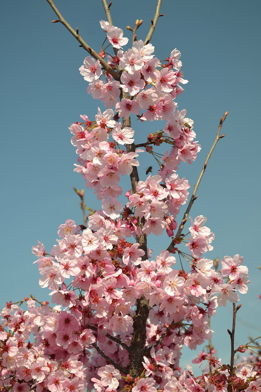 spring, flower, pink, white, flowers, incidentally spring, nature HD wallpaper