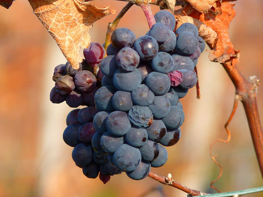 grape, grapes, fruit, vine, cultivation, wine, blue, autumn HD wallpaper