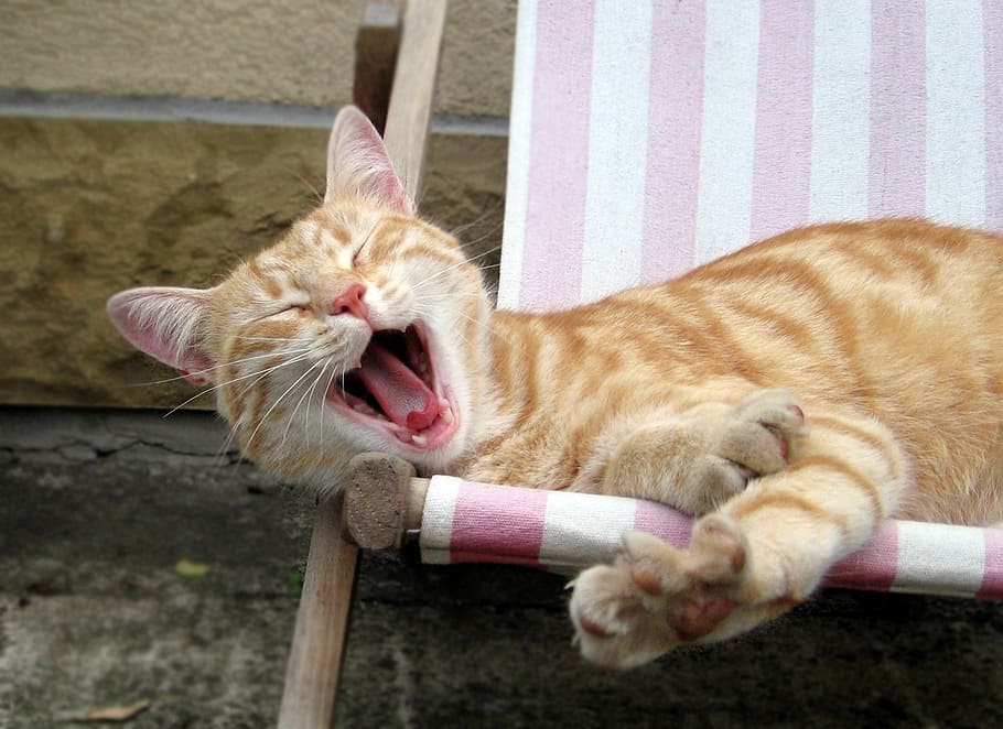 cat on chair, Tomcat, Yawn, Sleep, Peace, domestic cat, domestic animals HD wallpaper