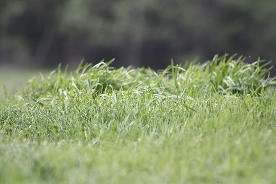 Spring, Nature, Grass, Green, Macro, shades of green, green color HD wallpaper