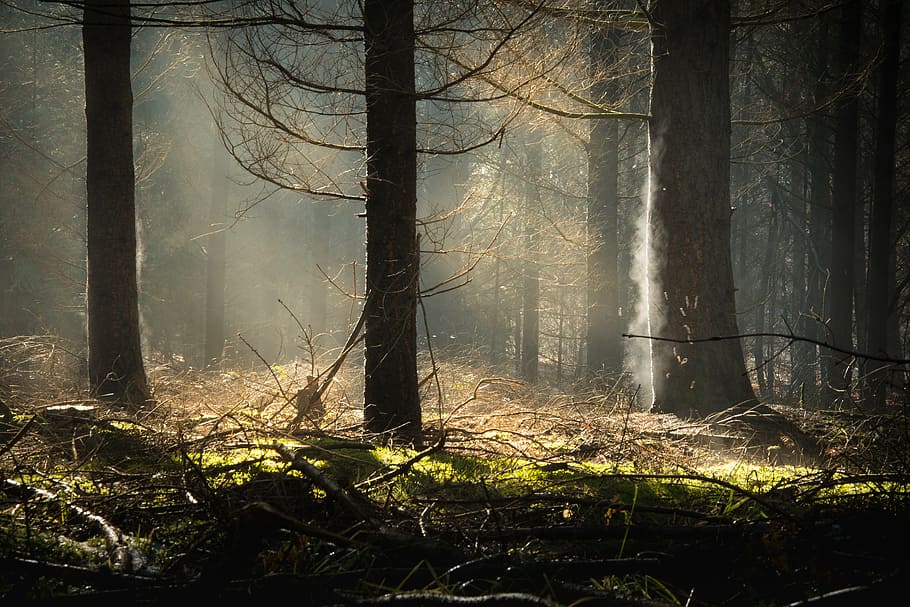 landscape photography of trees, forest, sun, moss, haze, steam, HD wallpaper