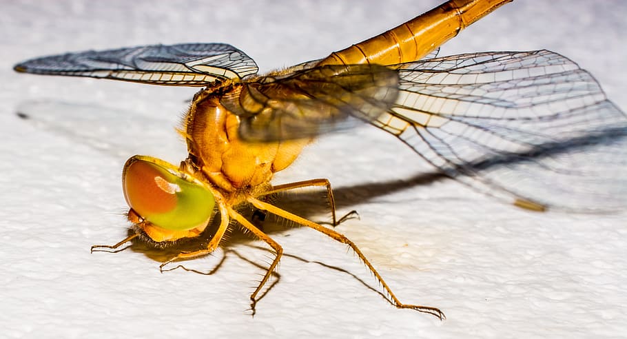 Dragonfly, Insect, Animal, Close, Wing, chitin, animal themes HD wallpaper
