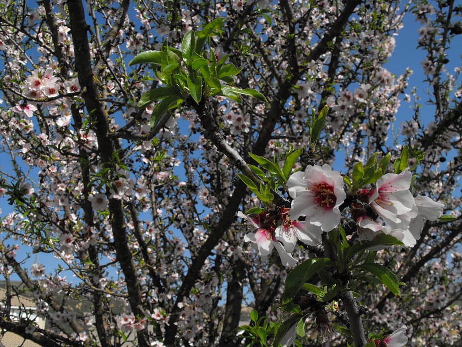 blossoms, flowers, tree, spring, nature, blossoming, outdoor HD wallpaper