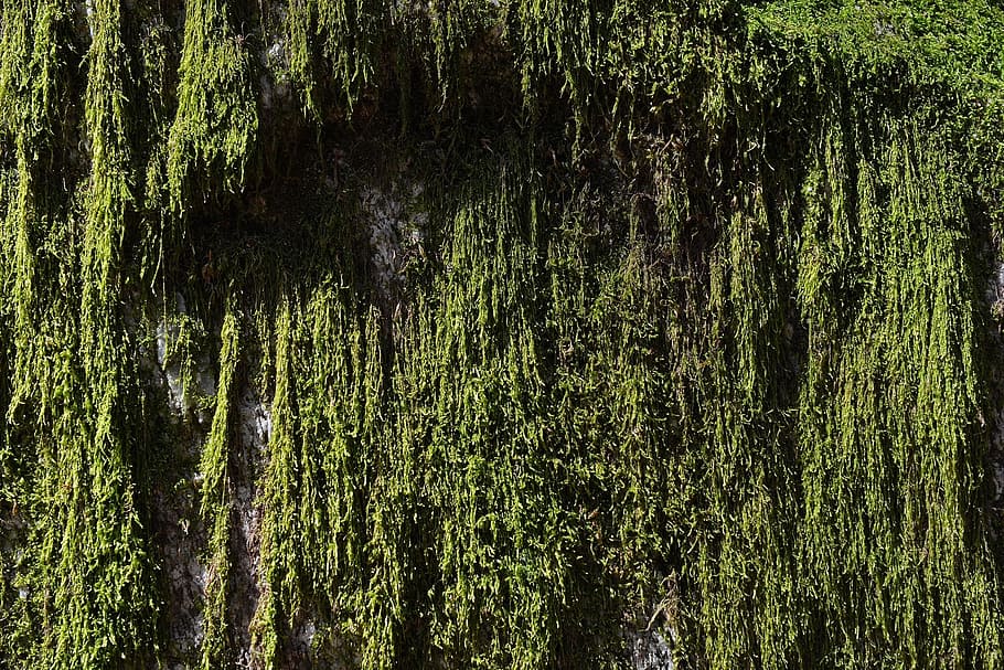 moss, weave, green, stone, fouling, nature, close, texture HD wallpaper