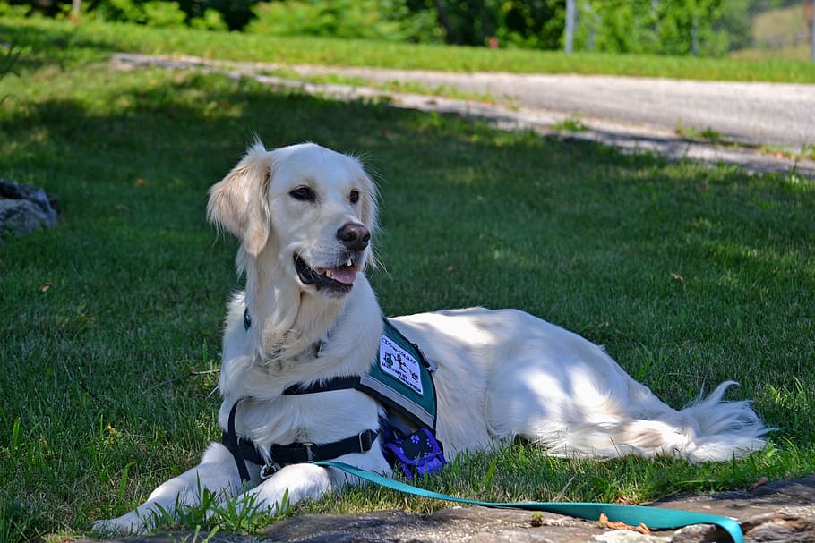 adult cream golden retriever lying on grass field, Service Dog