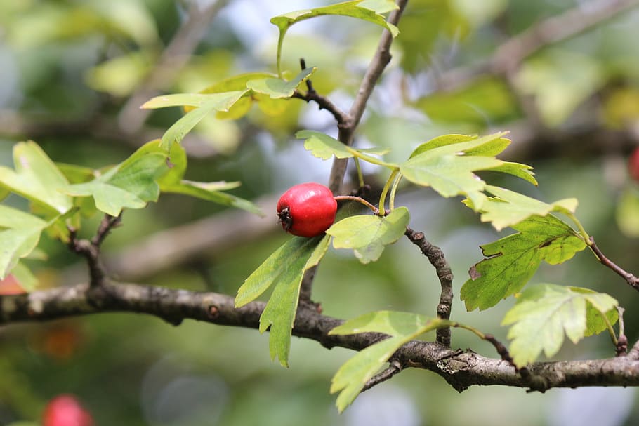 rose hip, nature, fruit, autumn, herbal, natural, green, rose haw HD wallpaper