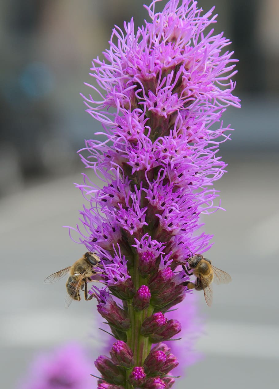 purple, flowers, insect, bees, pollen, flowering plant, invertebrate HD wallpaper