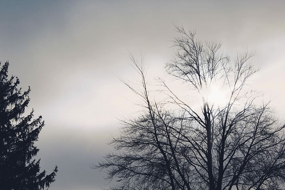 Trees, Back Light, Sun, Clouds, Sky, silhouettes, nature, mood HD wallpaper