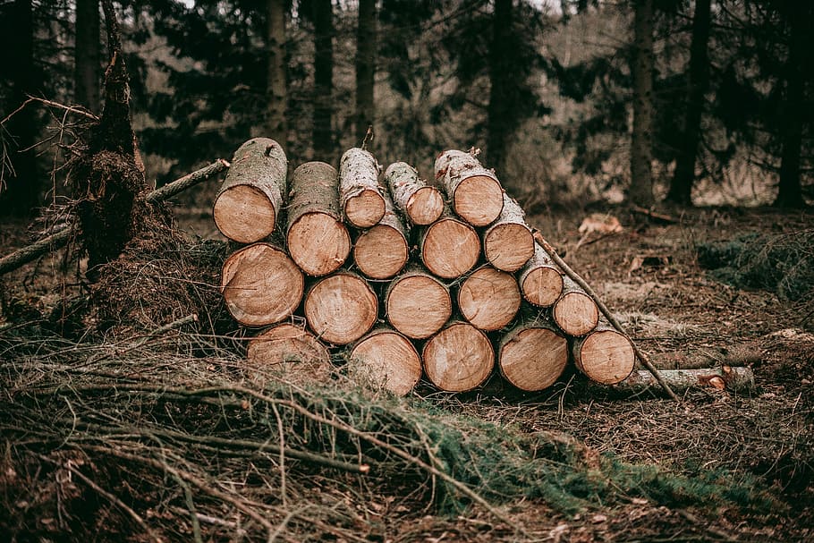 pile of wood logs, pile of brown tree logs, wildlife, wooden, HD wallpaper