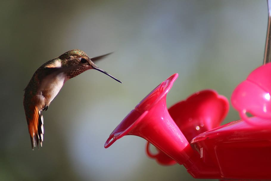 on flight hummingbird, Bird, Feeding, Small, tiny, fluttering HD wallpaper