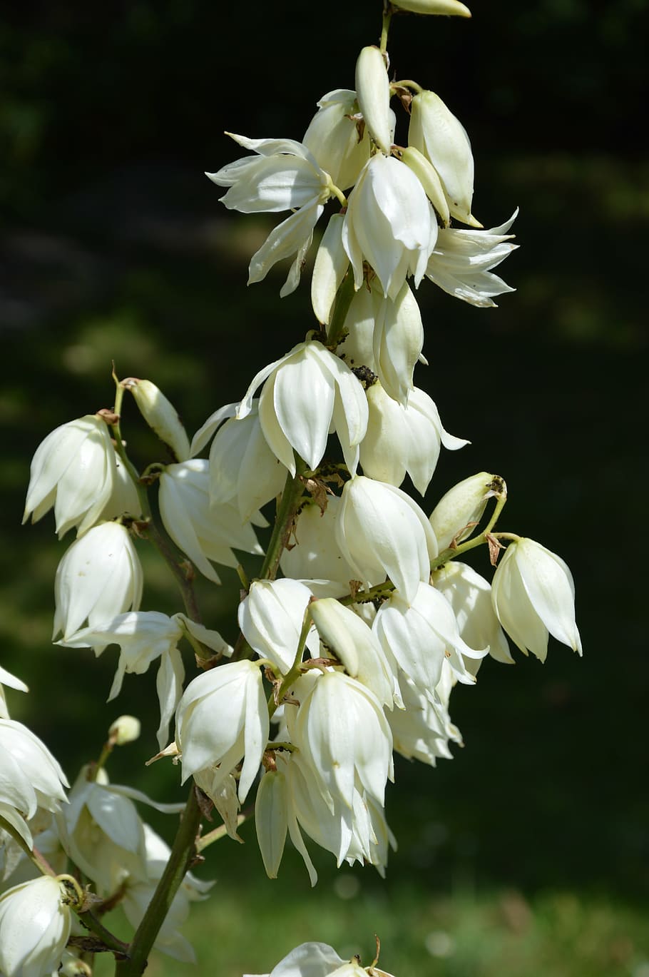 royal lily, white, bloom, nature, flower, plant, leaf, flowering plant HD wallpaper
