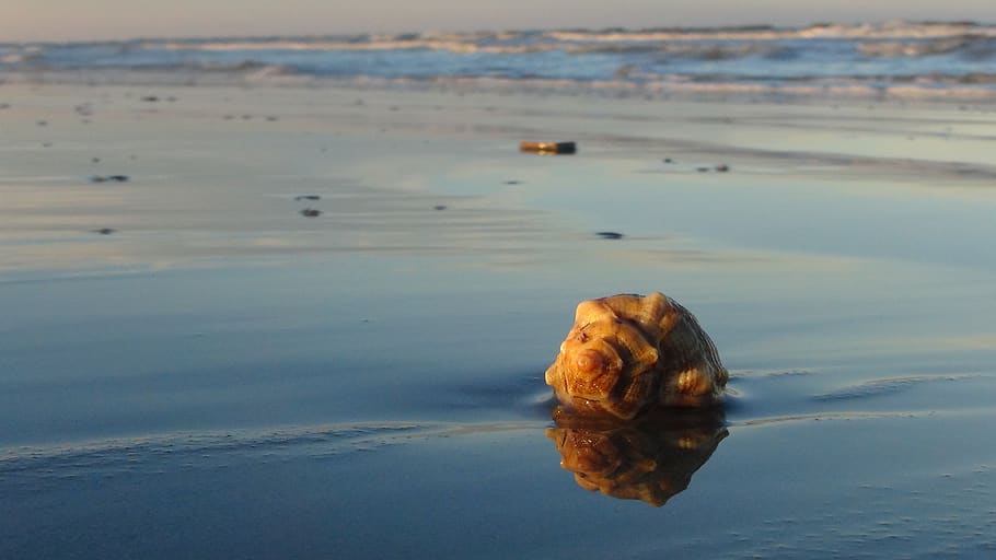 shells, sand, beach, sea, water, land, nature, beauty in nature HD wallpaper