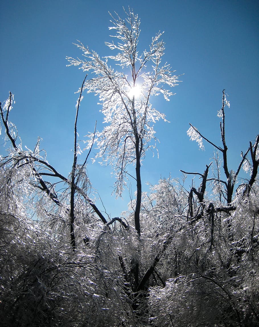 Ice, Trees, Winter, Snow, Cold, Freezing, sleet, plants, damage HD wallpaper