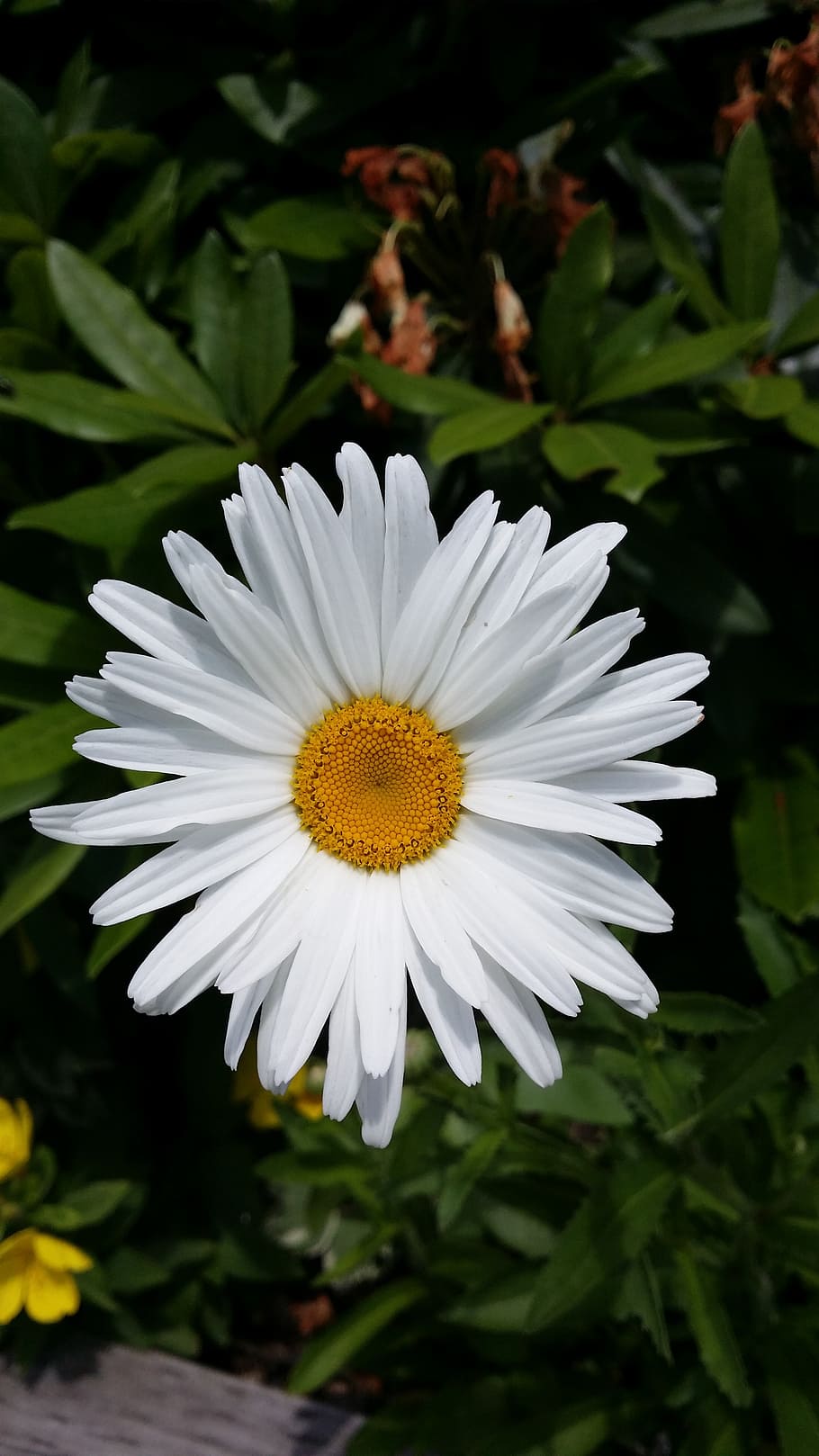 daisy, flower, summer, blossom, petal, fresh, bloom, blooming HD wallpaper