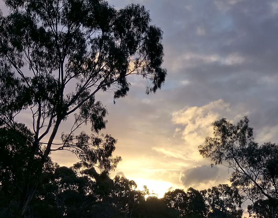 evening, eucalyptus, silhouette, nature, australia, sky, tree HD wallpaper