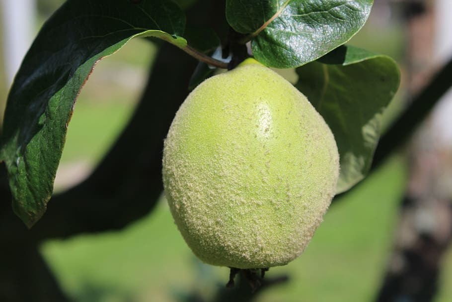 quince, fruit, tree, green, plant, nature, garden, health, growth HD wallpaper