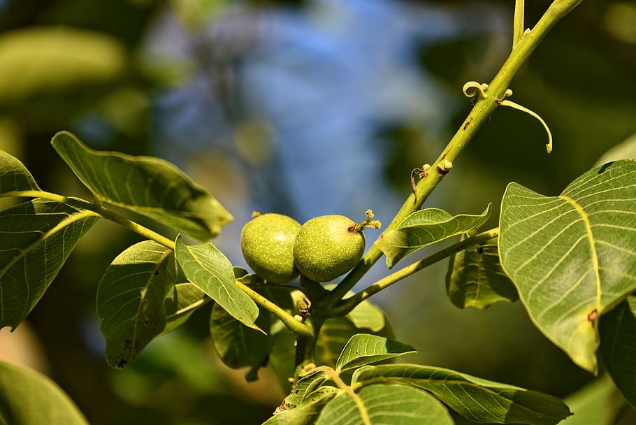 close-up photo of round green fruits, walnuts, walnut tree, stone fruits, HD wallpaper