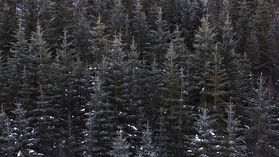green trees, pine trees during winter, Sea of Trees, forest, wood HD wallpaper