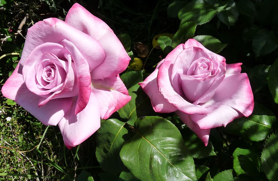 two pink roses taken at daytime, Mauve, Perfumed, flower, rose - flower HD wallpaper